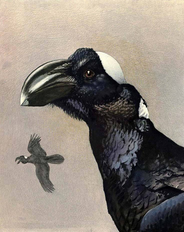 Corbeau corbivau