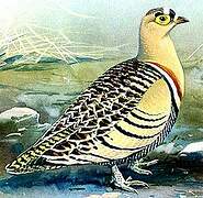 Four-banded Sandgrouse