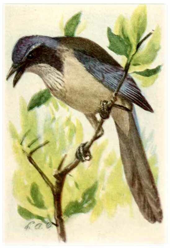 Woodhouse's Scrub Jay