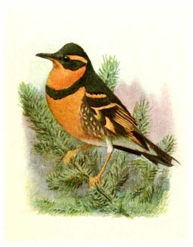 Varied Thrush