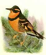 Varied Thrush