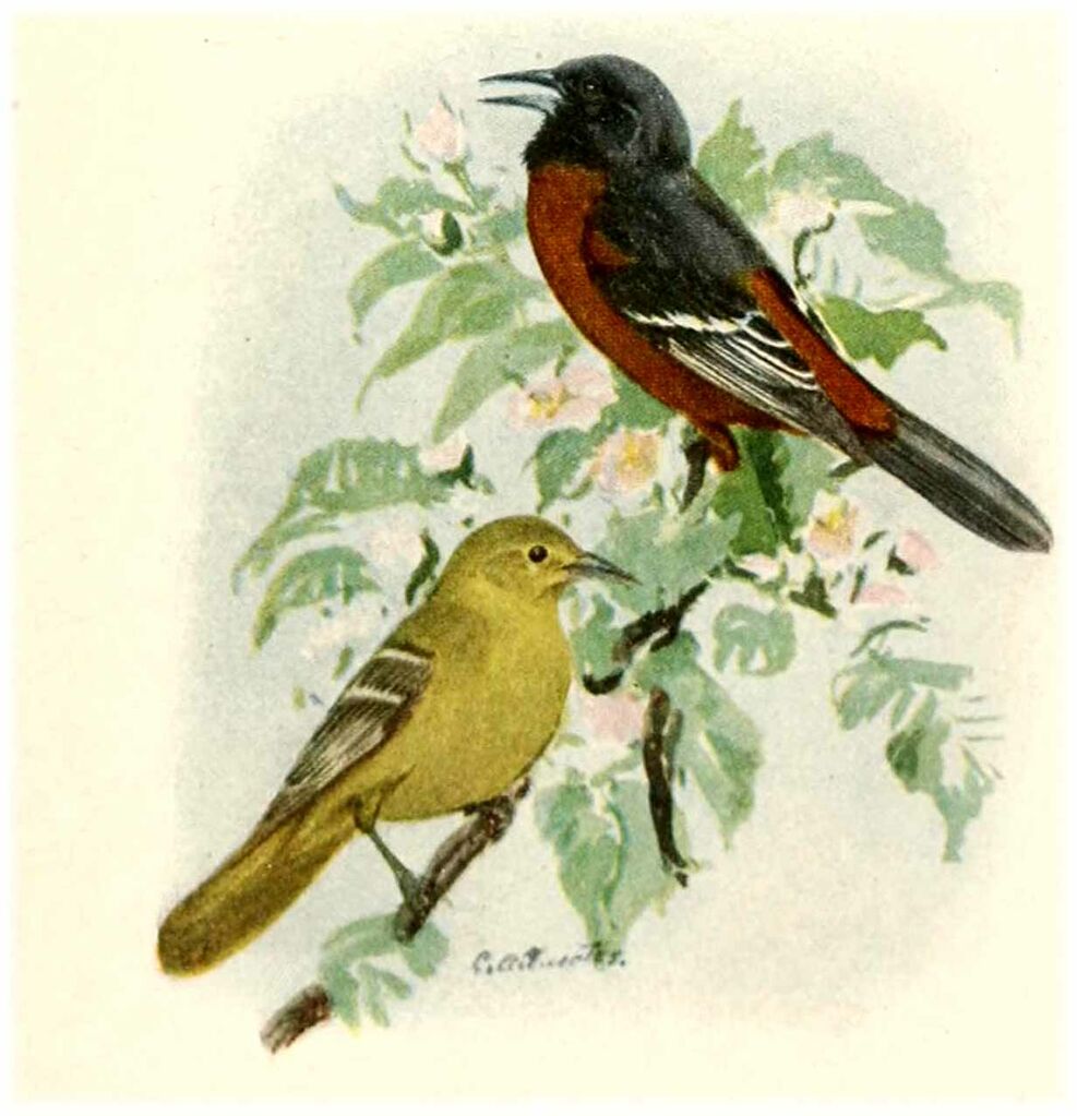 Oriole des vergers