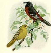 Orchard Oriole