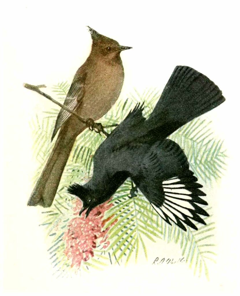 Phainopepla