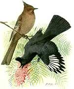 Phainopepla