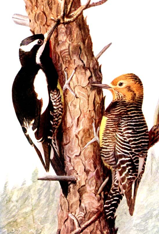 Williamson's Sapsucker