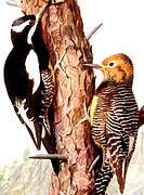 Williamson's Sapsucker