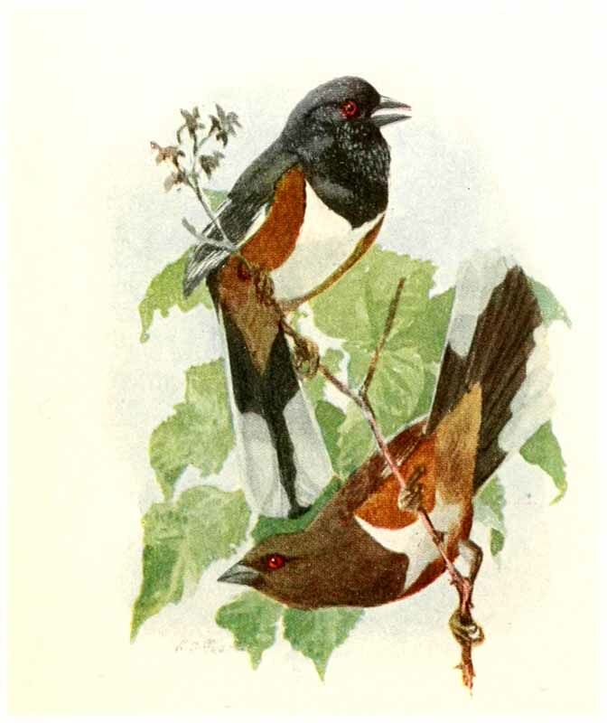 Eastern Towhee