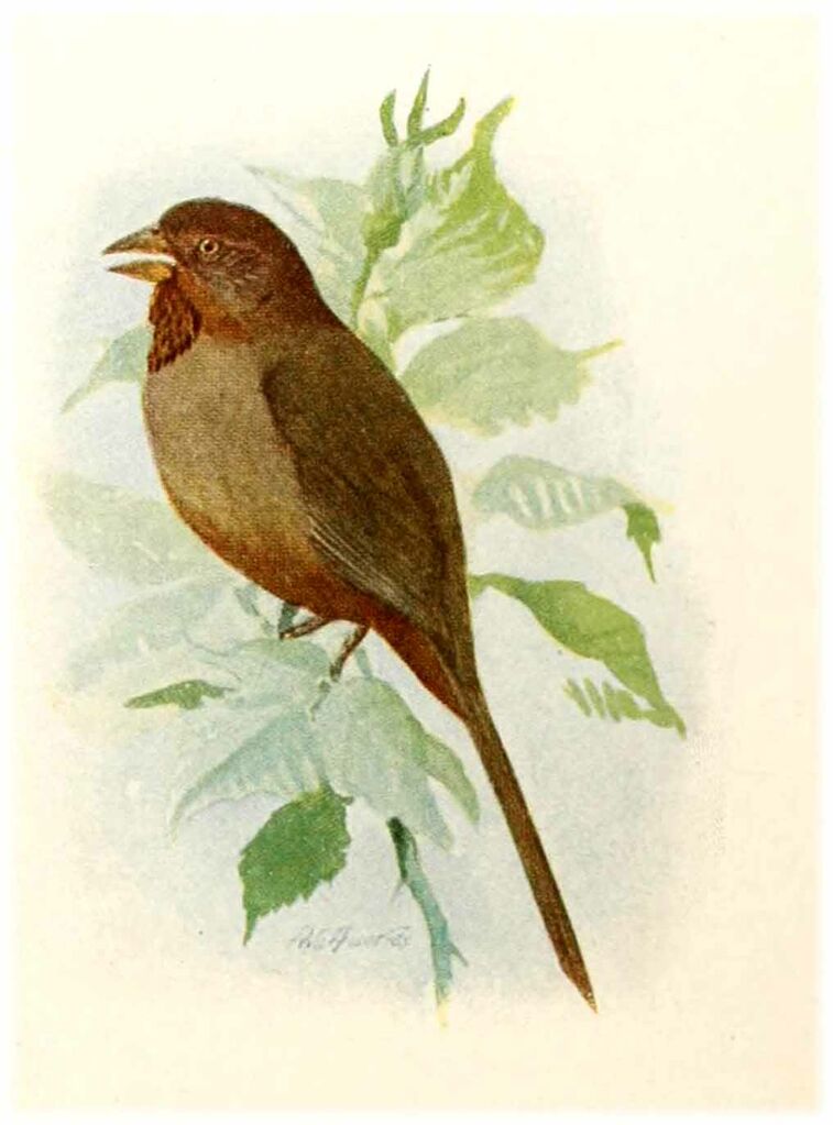 California Towhee