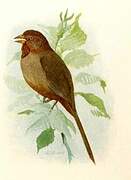 California Towhee