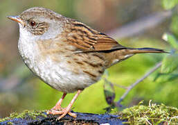 Dunnock