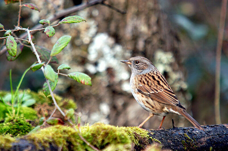 Dunnock