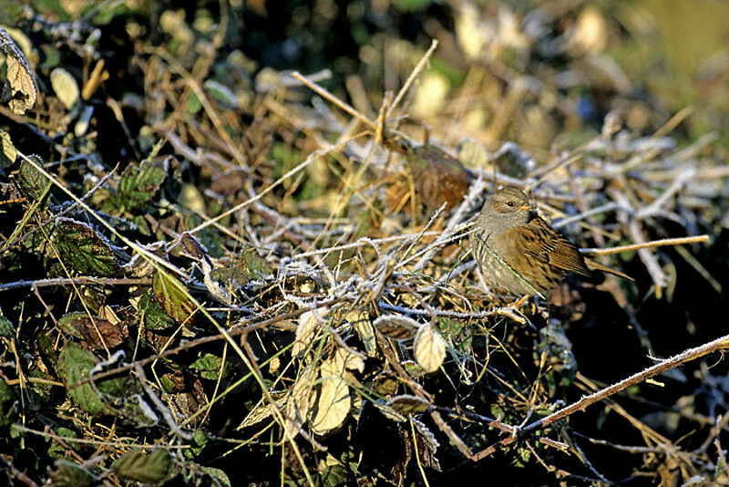 Dunnock