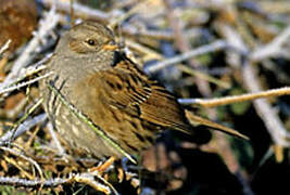 Dunnock