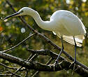 Aigrette garzette