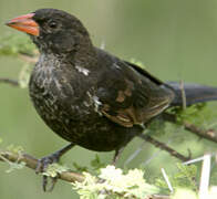 Red-billed Buffalo Weaver