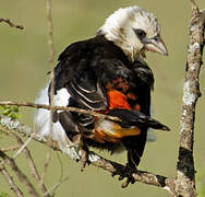 White-headed Buffalo Weaver