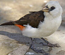 White-headed Buffalo Weaver