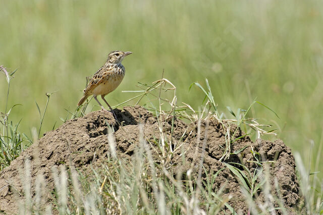 Rufous-naped Lark