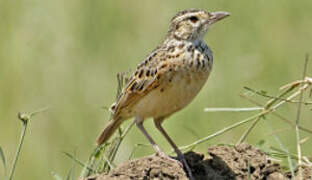 Rufous-naped Lark