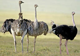 Common Ostrich