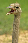 Common Ostrich