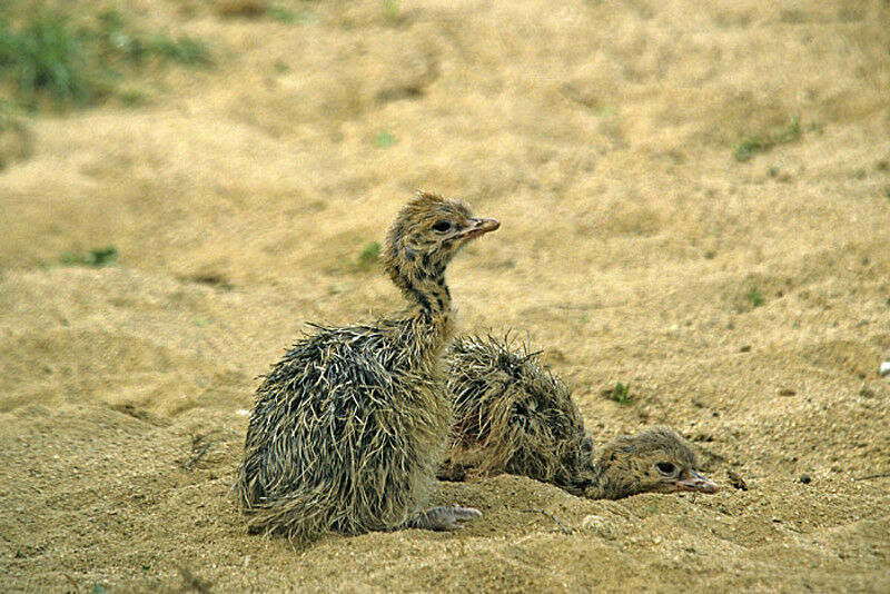 Common Ostrich