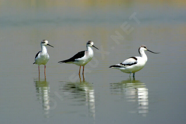 Pied Avocetadult