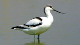 Avocette élégante