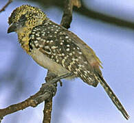 D'Arnaud's Barbet