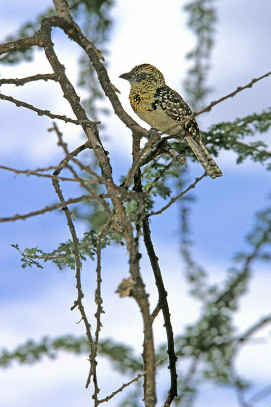 D'Arnaud's Barbet