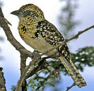 D'Arnaud's Barbet