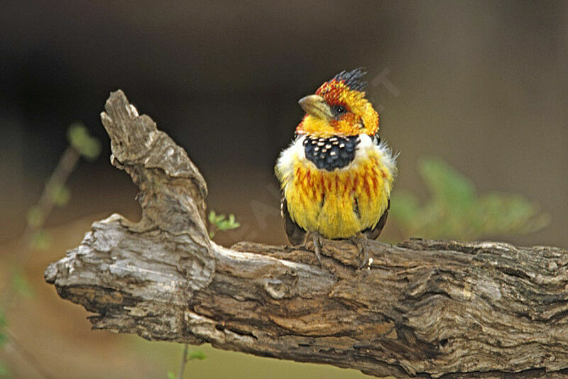 Crested Barbet