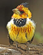 Crested Barbet