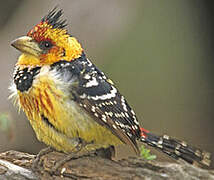 Crested Barbet