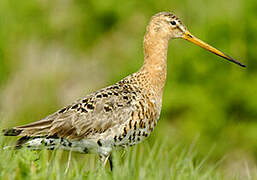 Black-tailed Godwit