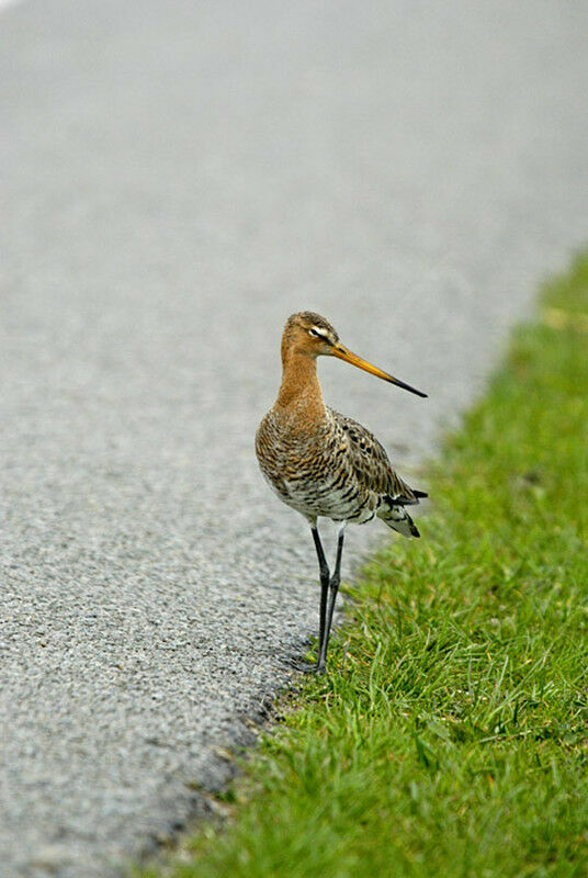 Black-tailed Godwit male adult breeding