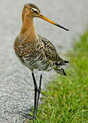 Black-tailed Godwit