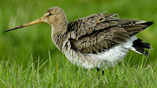 Black-tailed Godwit