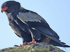 Bateleur des savanes