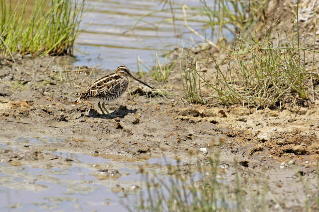 Common Snipe