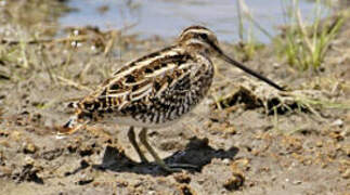 Common Snipe