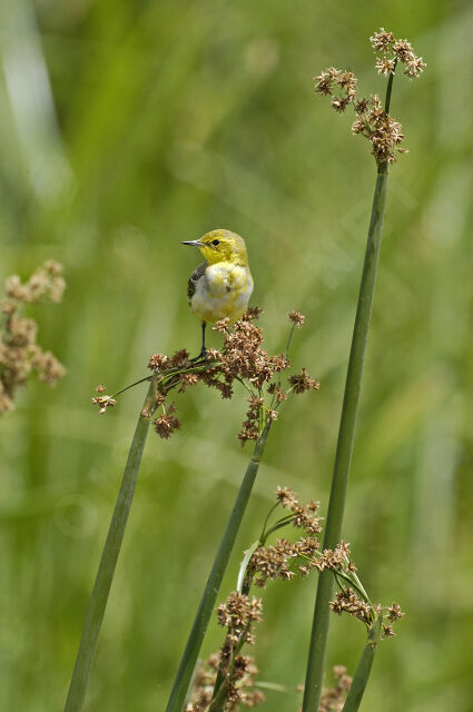 Western Yellow Wagtail