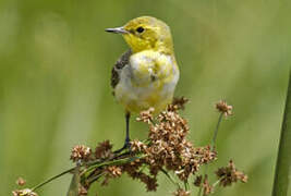 Western Yellow Wagtail