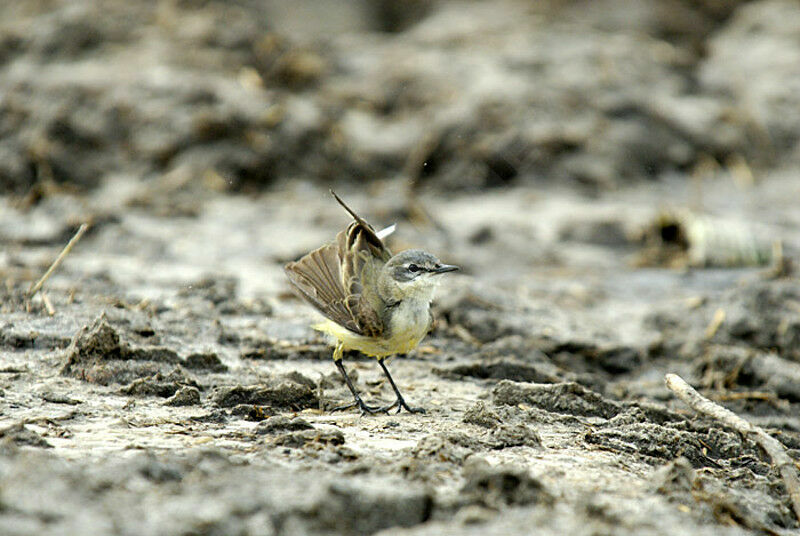 Bergeronnette printanière mâle adulte nuptial