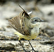 Western Yellow Wagtail