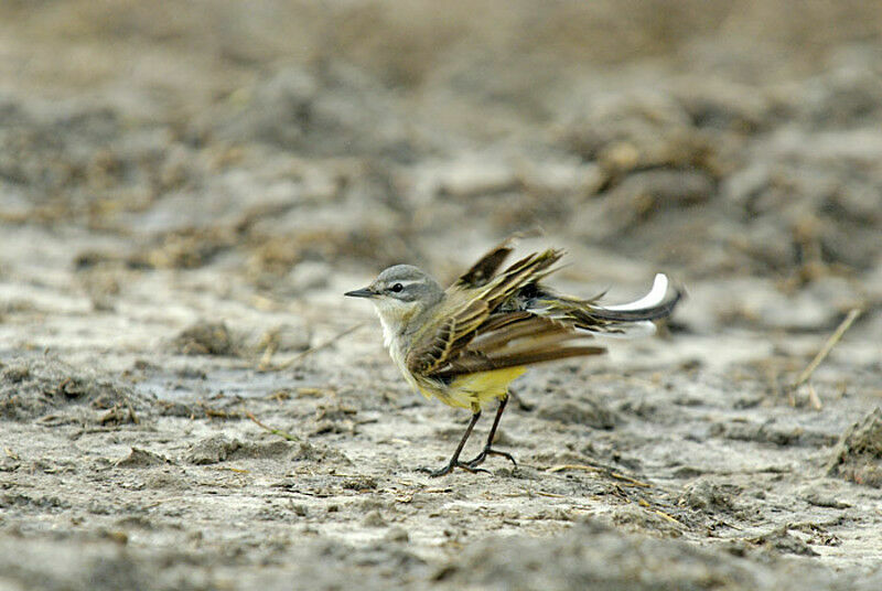 Bergeronnette printanière mâle adulte nuptial