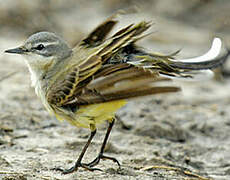 Western Yellow Wagtail