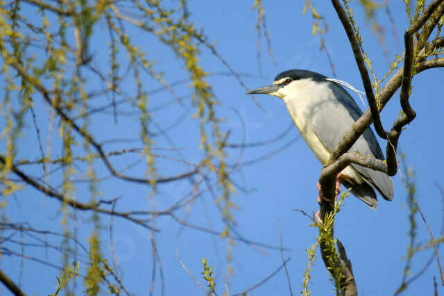 Black-crowned Night Heron