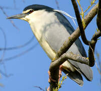 Black-crowned Night Heron